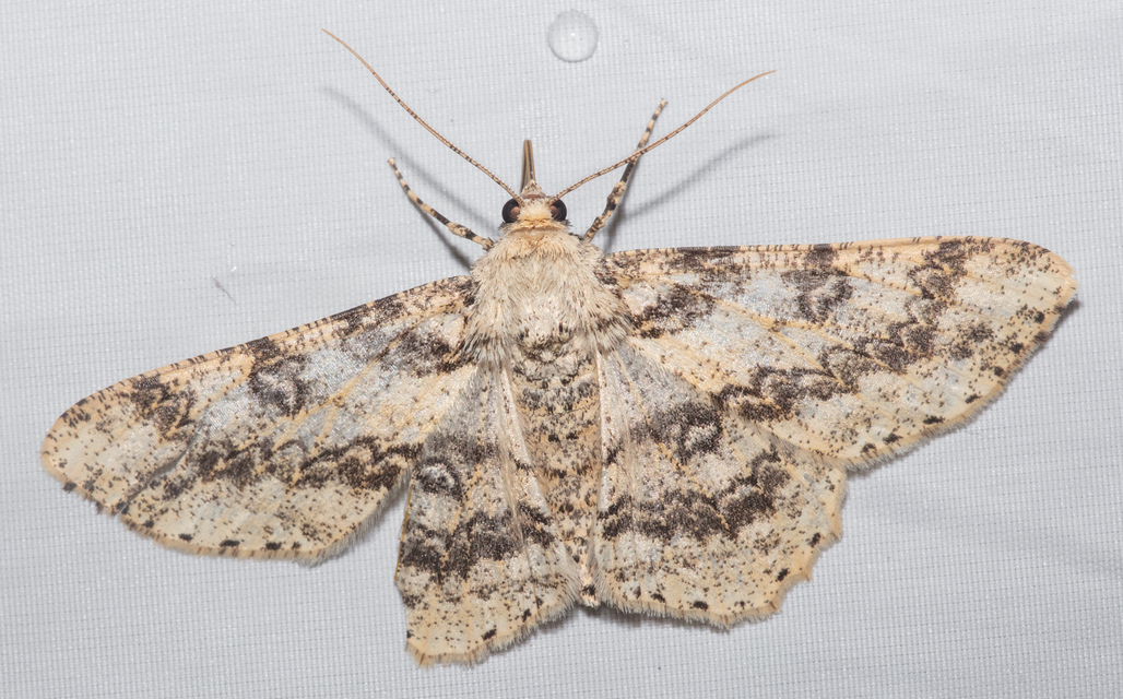 Ascotis selenaria - holdas faaraszoló