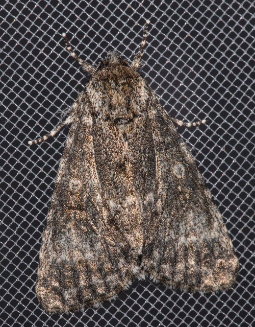 Acronicta megacephala - nagyfejű szigonyosbagoly