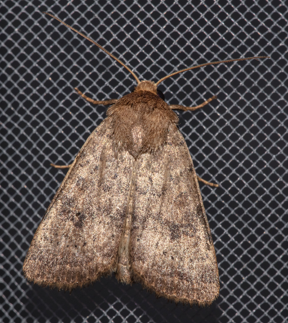 Hoplodrina octogenaria - barna selymesbagoly