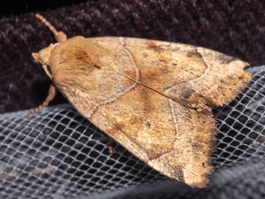 Cosmia trapezina - közönséges lombbagoly