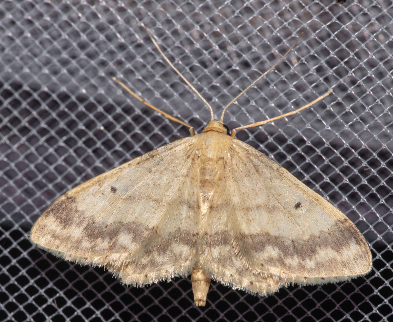 Idaea biselata - mocsári sávosaraszoló