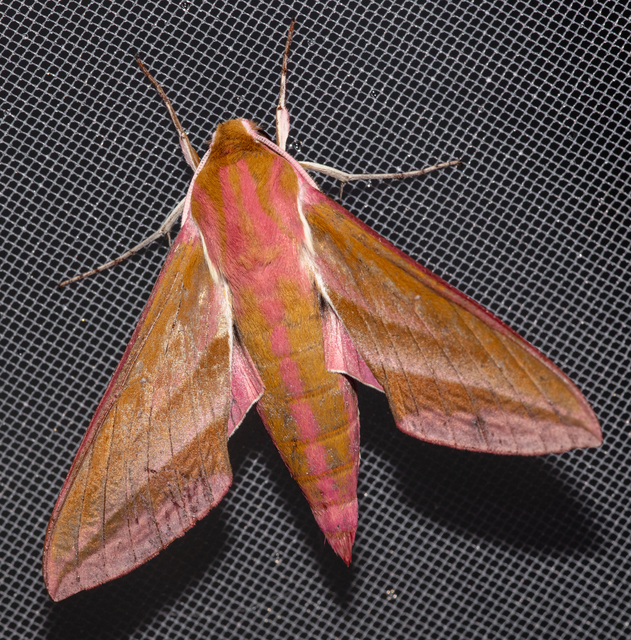 Deilephila elpenor - szőlőszender