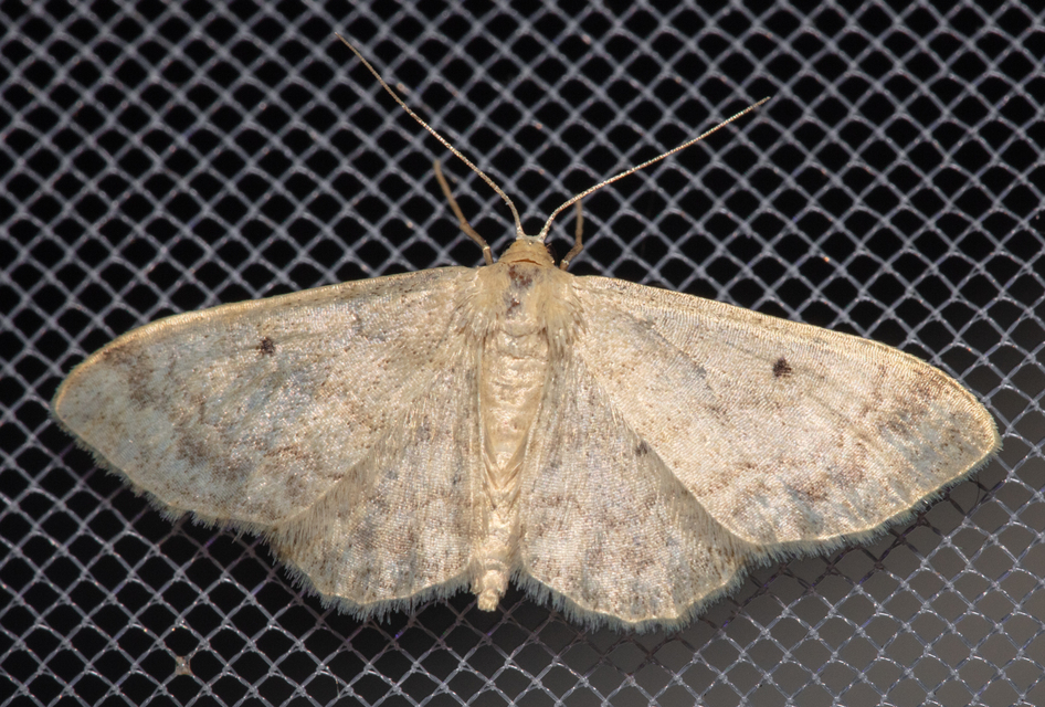 Idaea biselata - mocsári sávosaraszoló