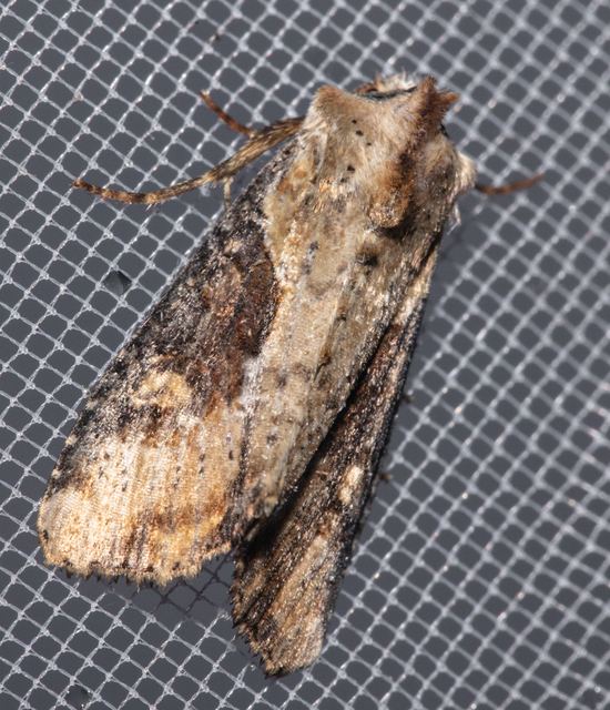 Lateroligia ophiogramma - harmatkása-dudvabagoly