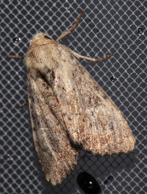 Loscopia scolopacina - csinos dudvabagoly