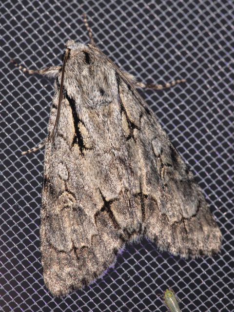 Acronicta cuspis/tridens/psi