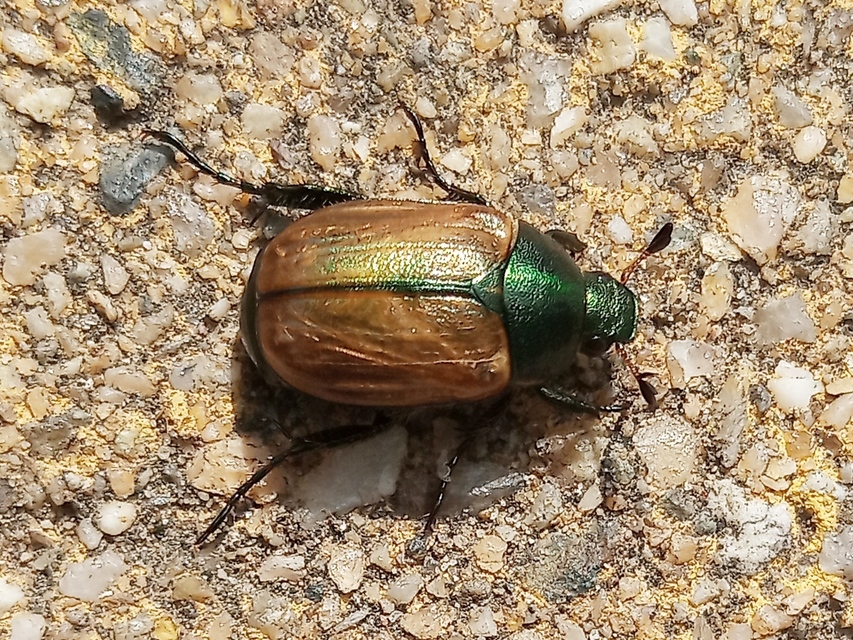 Anomala dubia - kis fináncbogár
