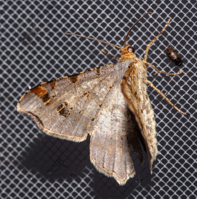Macaria alternata - közönséges szürkearaszoló