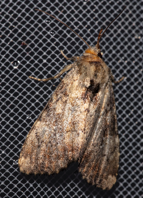 Loscopia scolopacina - csinos dudvabagoly