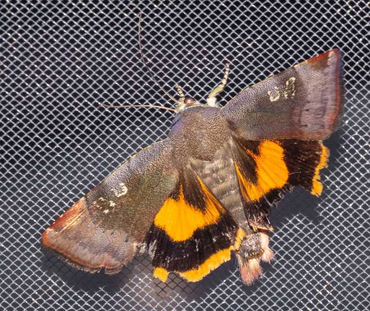 Noctua janthe - lappangó sárgafűbagoly