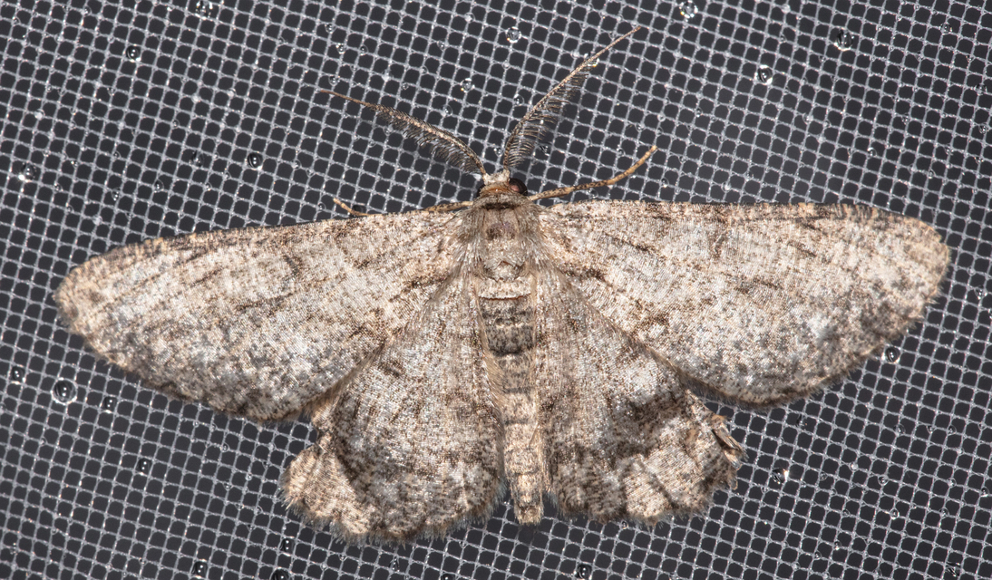 Hypomecis punctinalis - pettyes faaraszoló