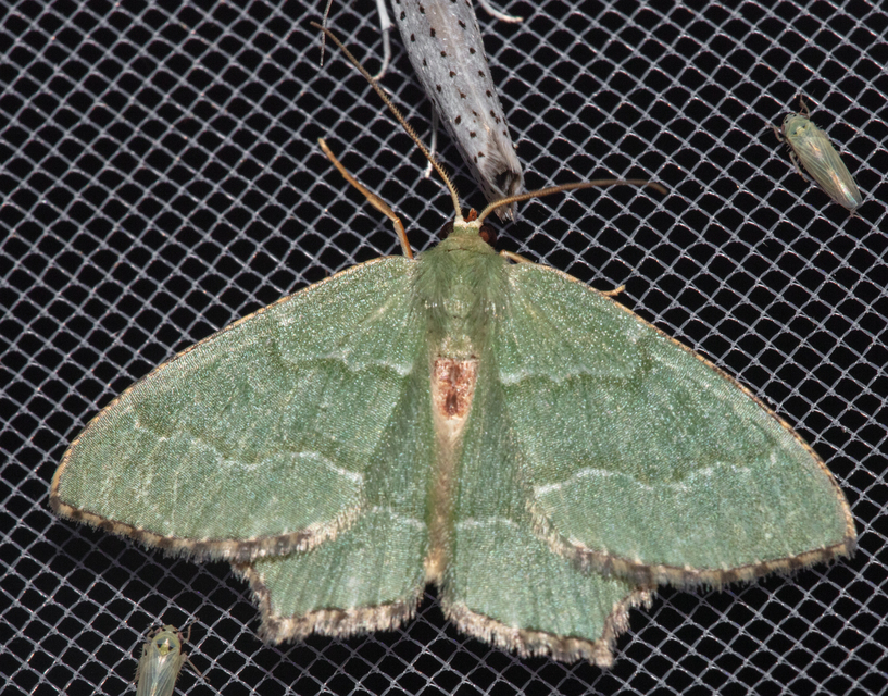 Hemithea aestivaria - nyír-zöldaraszoló