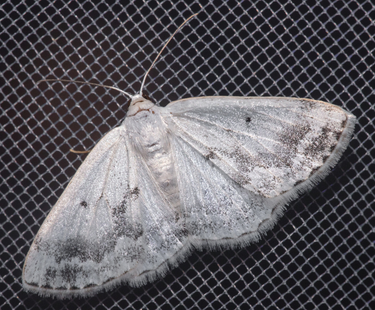 Lomographa temerata - foltos fehéraraszoló
