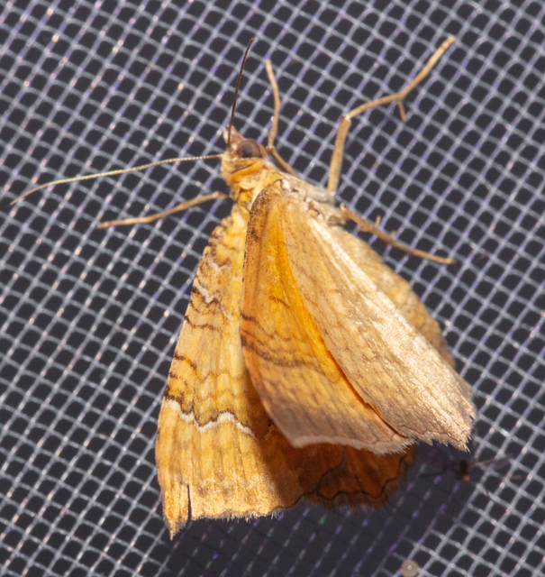 Camptogramma bilineata - kétvonalas sávosaraszoló
