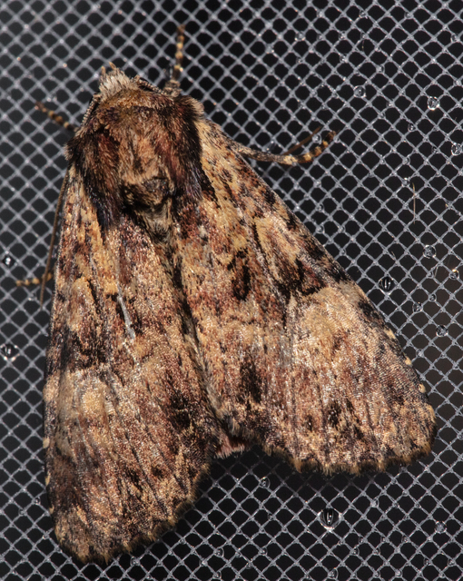 Apamea epomidion - vörösbarna dudvabagoly