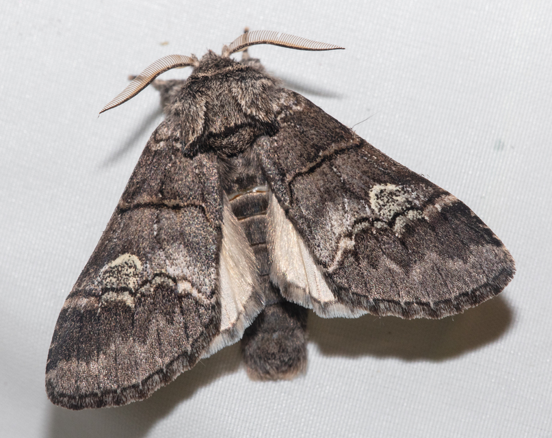 Drymonia querna - tölgyfa-púposszövő