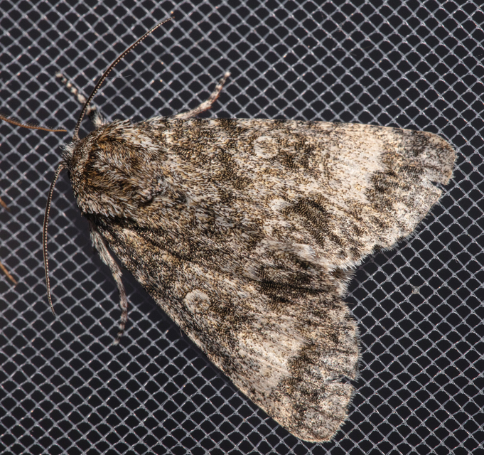 Acronicta megacephala - nagyfejű szigonyosbagoly
