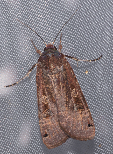 Noctua pronuba - nagy sárgafűbagoly