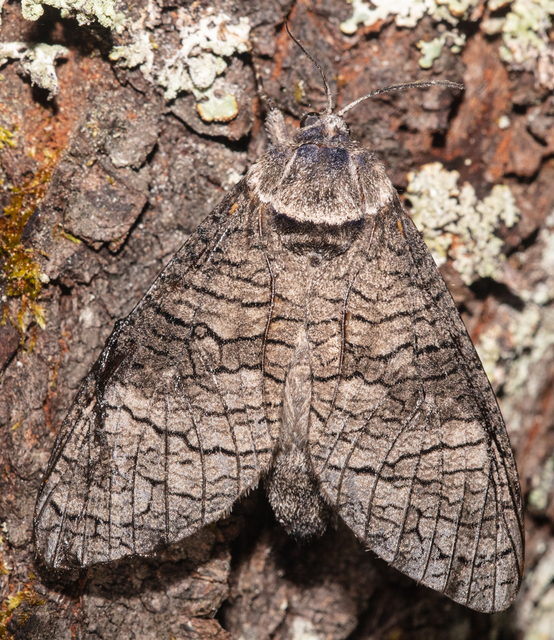 Acossus terebra - nyárfarontólepke
