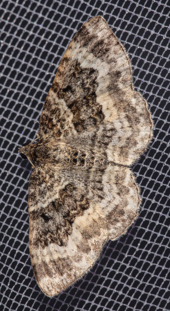 Epirrhoe alternata - galaj-tarkaaraszoló