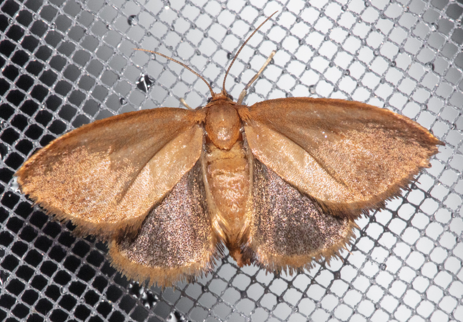 Heterogenea asella - csigalepke