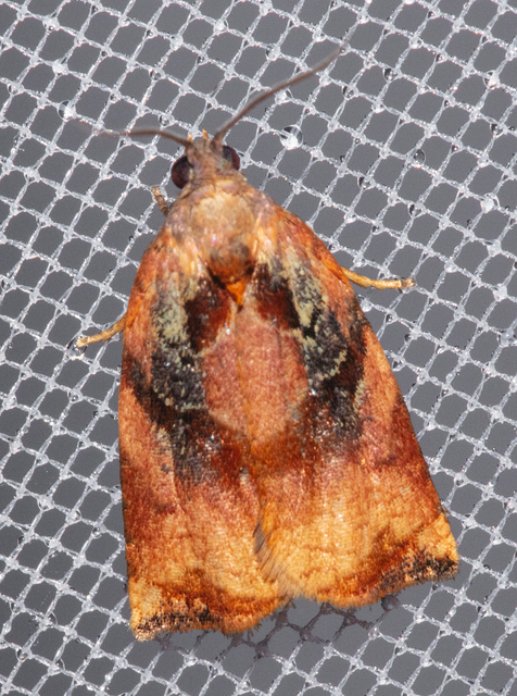 Archips podana - dudvarágó sodrómoly