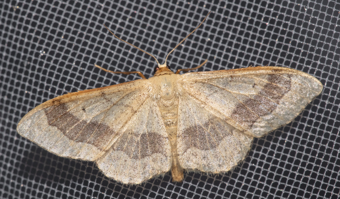 Idaea aversata - nagy sávosaraszoló