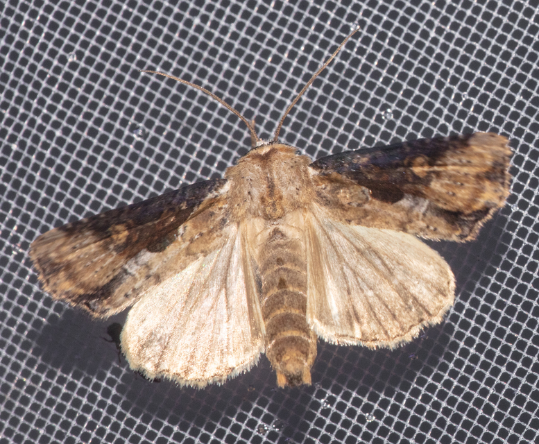 Lateroligia ophiogramma - harmatkása-dudvabagoly