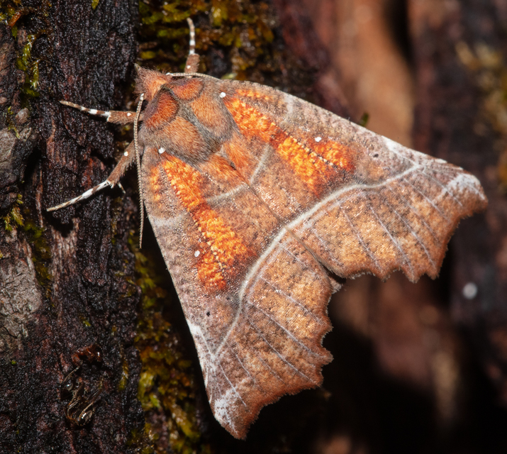 Scoliopteryx libatrix - vörös csipkésbagoly