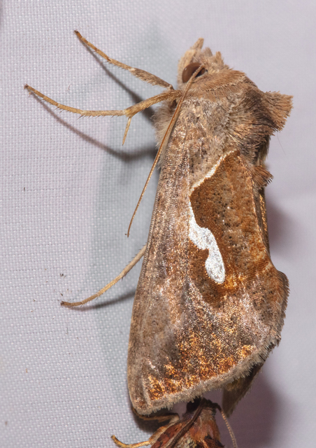 Macdunnoughia confusa - cseppfoltos ezüstbagoly