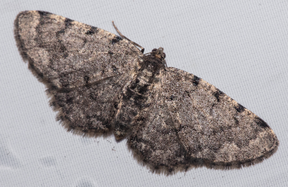Aethalura punctulata - szürke égeraraszoló