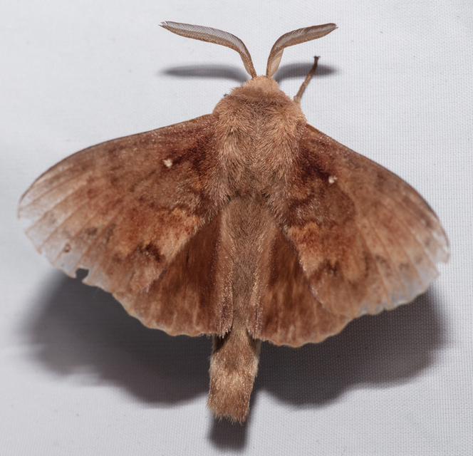 Dendrolimus pini - fenyőpohók