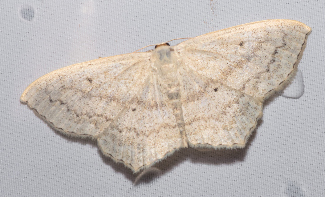 Scopula nigropunctata - feketepettyes araszoló