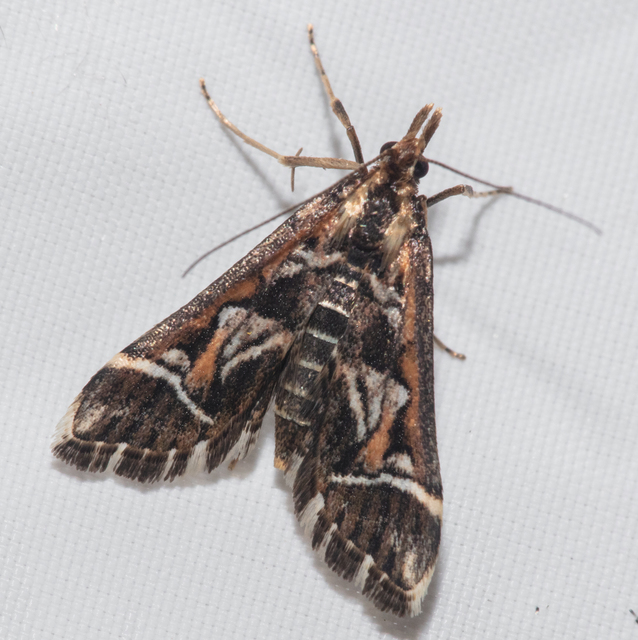 Diasemia reticularis - betűmintás tűzmoly