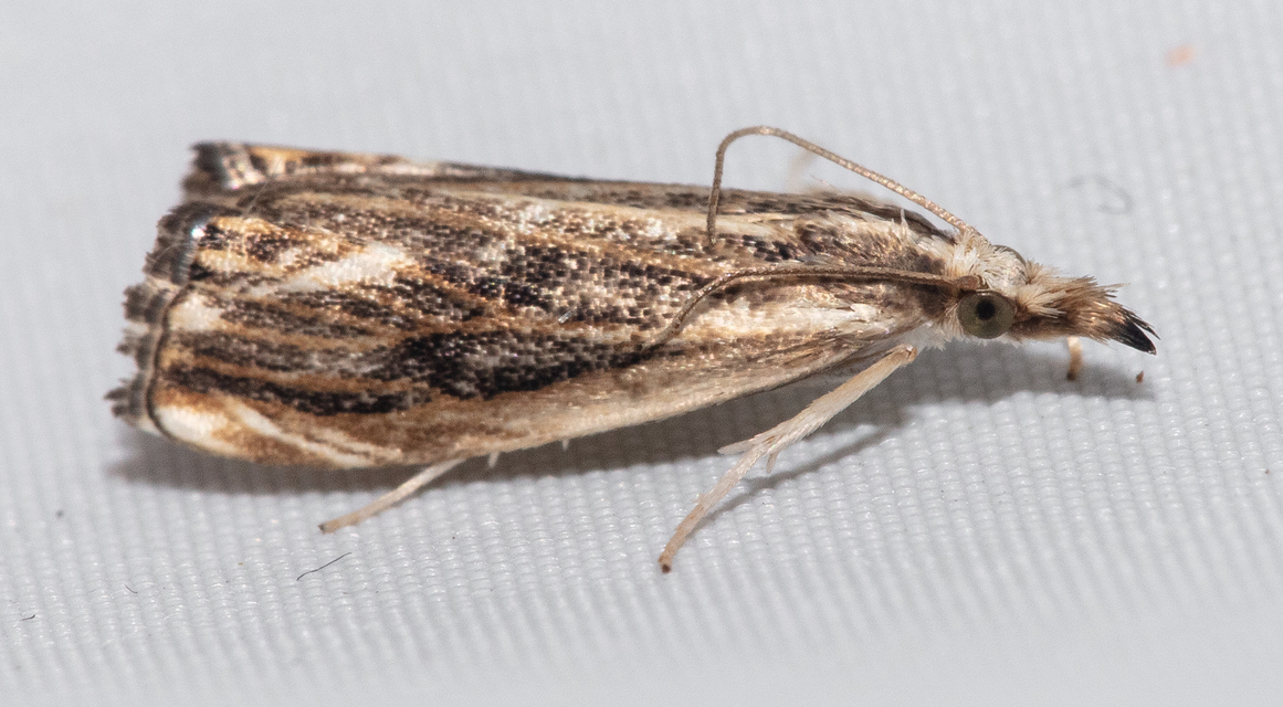 Catoptria verellus - kormos fűgyökérmoly