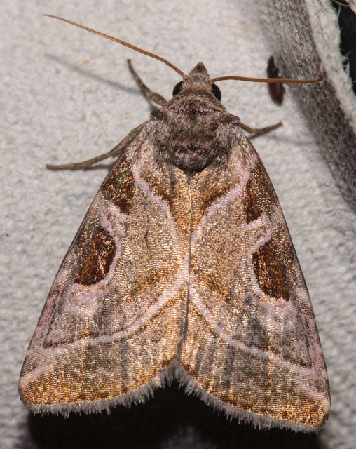 Eucarta virgo - mocsári ametisztbagoly