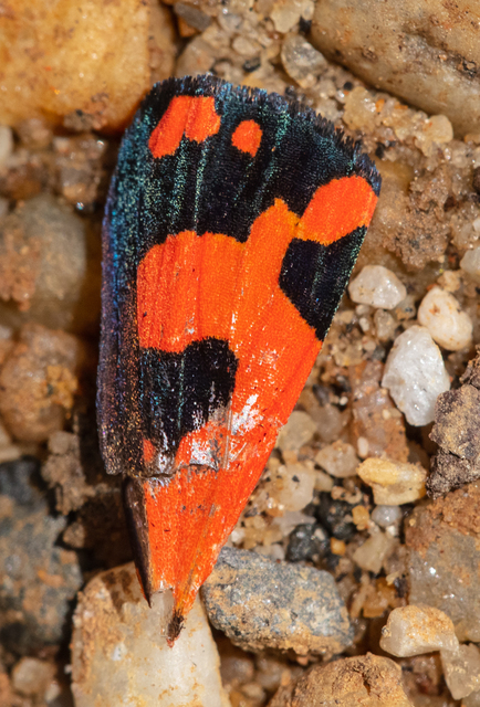 Callimorpha dominula - fémes medvelepke
