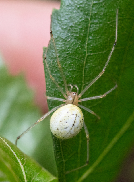 Enoplognatha ovata/latimana