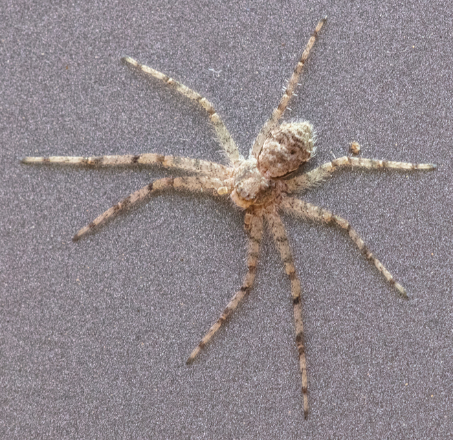 Philodromus