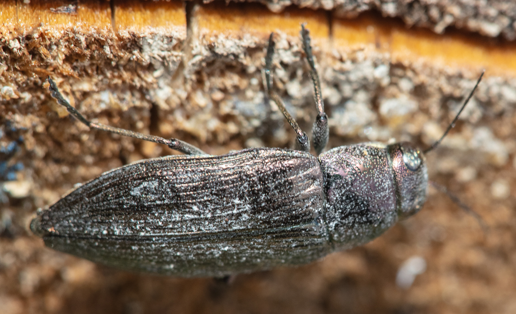 Buprestis haemorrhoidalis - foltosfejű díszbogár