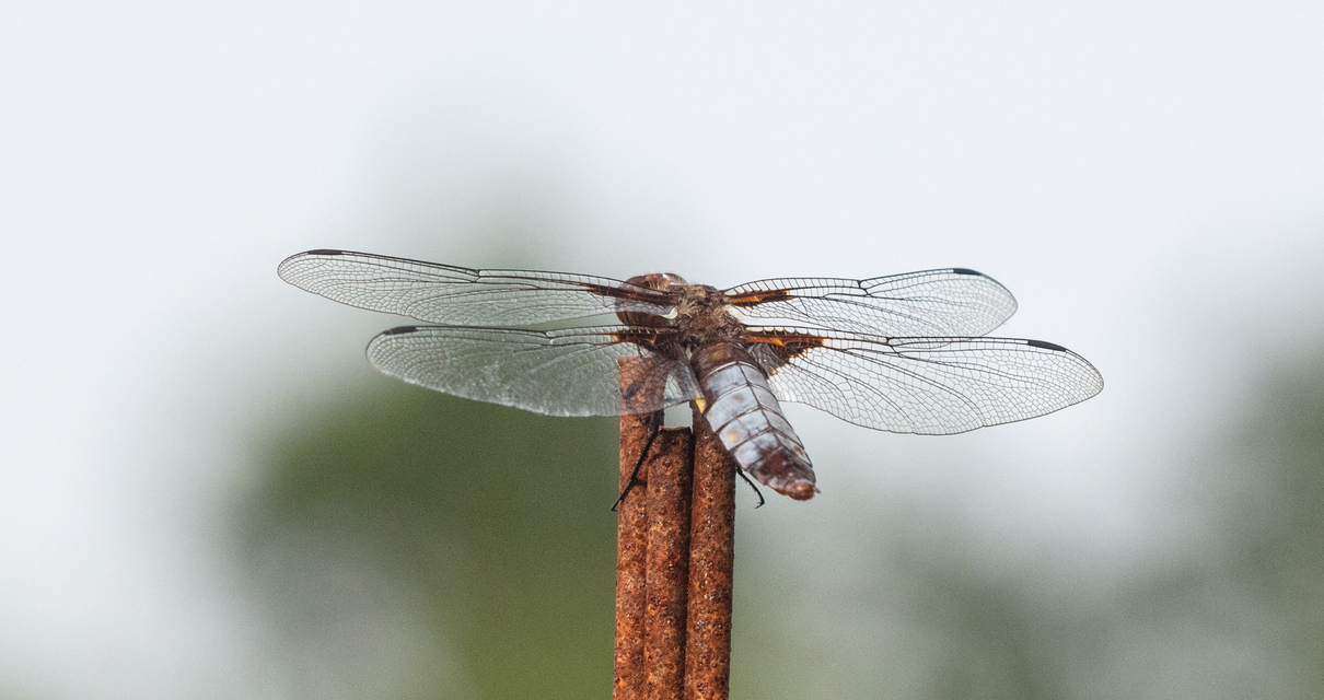 Libellula depressa - széles laposacsa