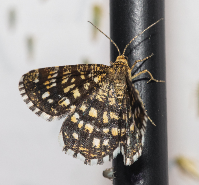 Chiasmia clathrata - rácsos rétiaraszoló