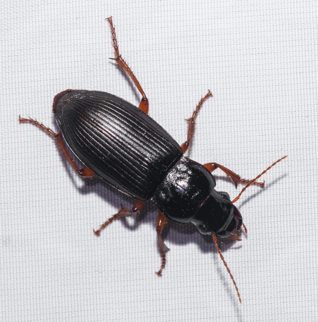 Harpalus rufipes - nagy selymesfutó
