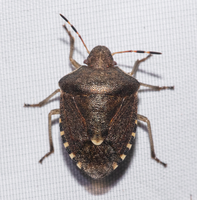 Peribalus strictus - tavaszi címerespoloska Peribalus strictus - tavaszi címerespoloska