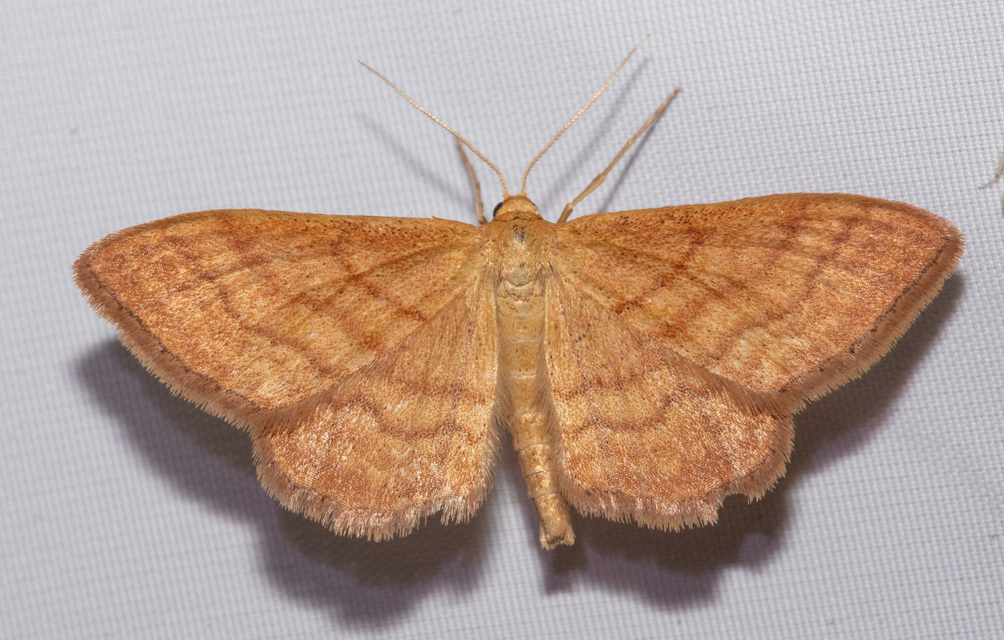 Idaea ochrata - okkerszínű sávosaraszoló