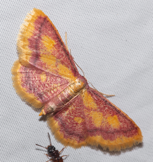 Idaea muricata - mocsári pirosaraszoló Idaea muricata - mocsári pirosaraszoló