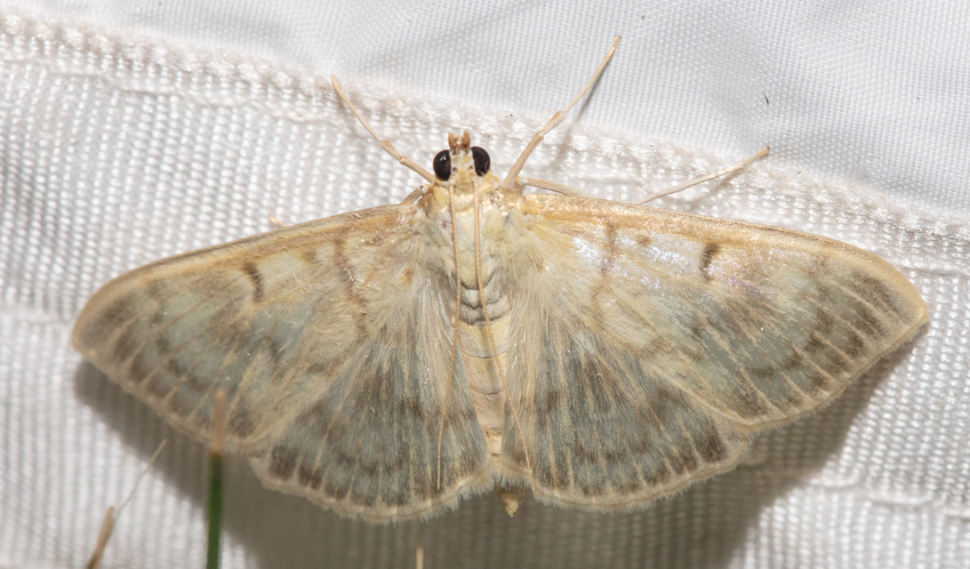 Patania ruralis - csalánevő tűzmoly