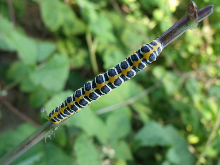 Cucullia lactucae - saláta-csuklyásbagoly