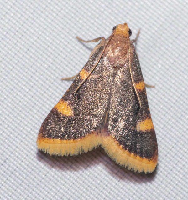 Hypsopygia costalis - szénailonca