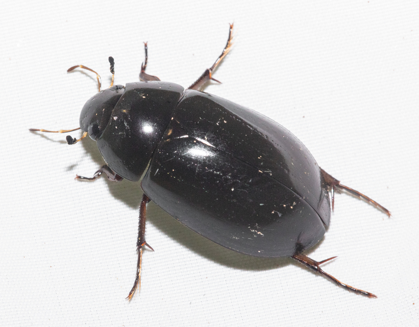 Hydrochara caraboides - kis csibor